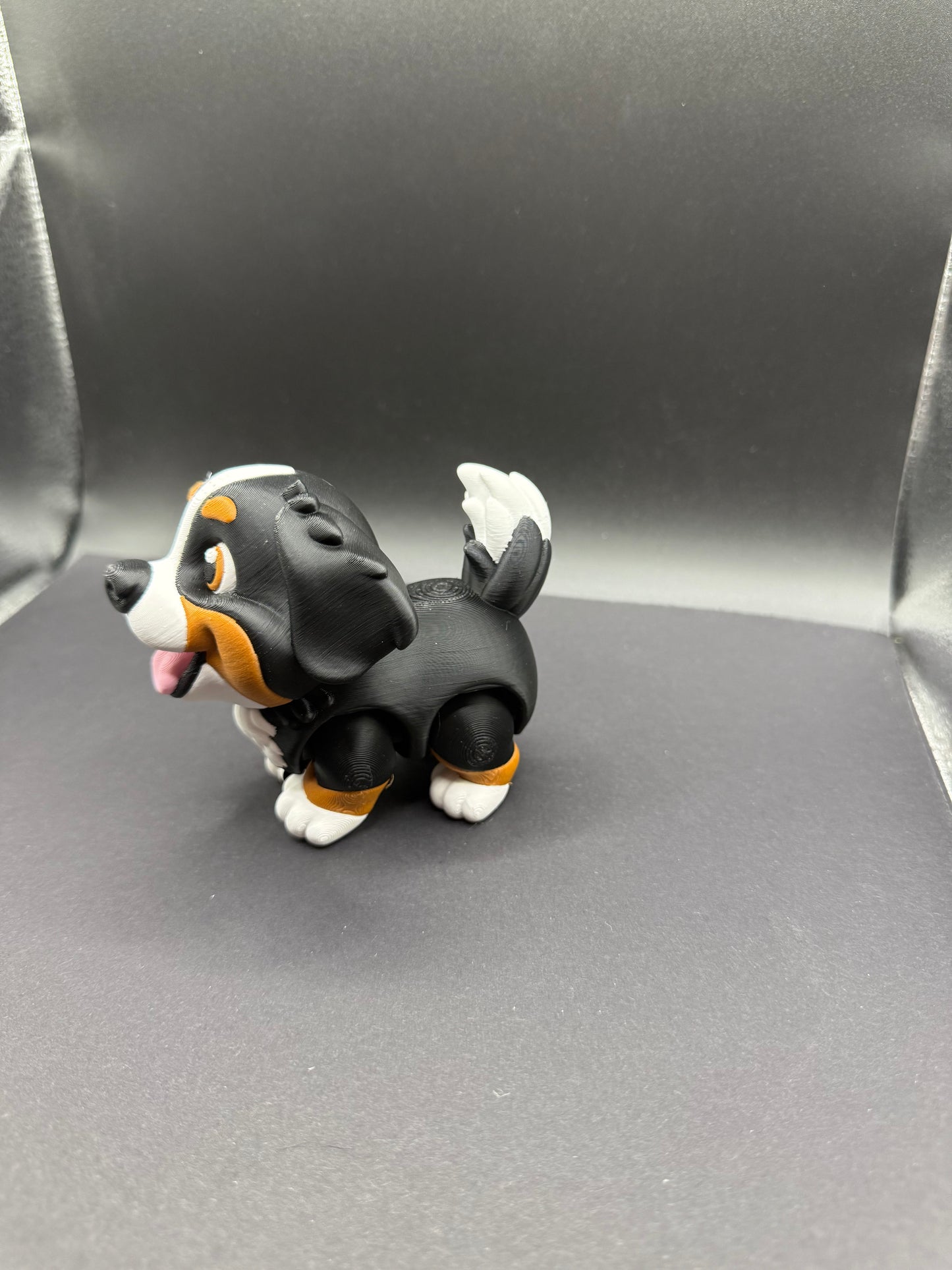 Bernese Mountain Dog